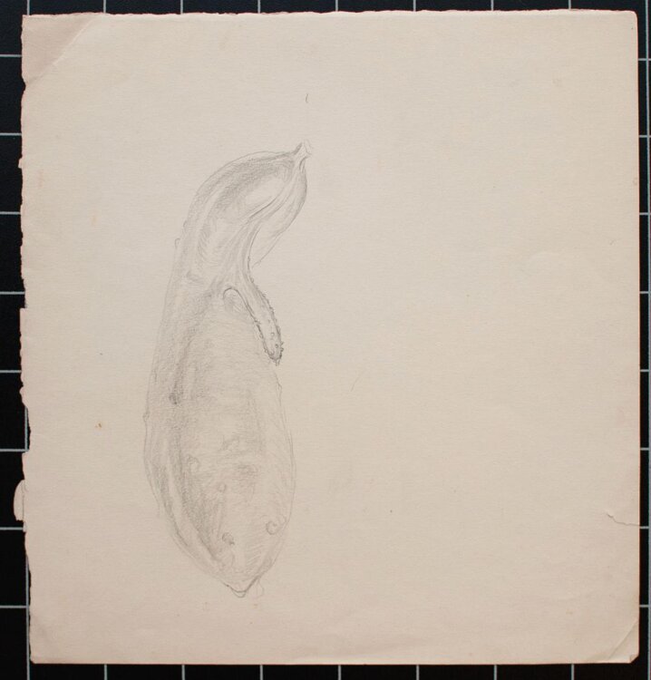 Bruno Héroux - Gurke, Aubergine - o.J. - Bleistift