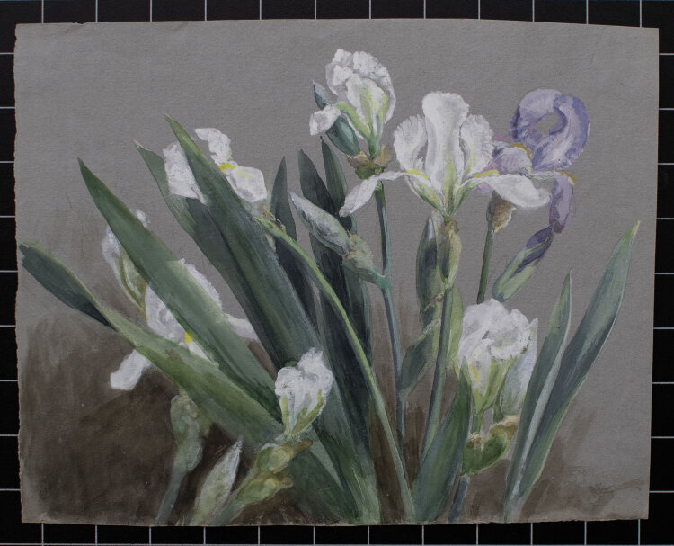 unbekannt - Iris/ Lilien - undatiert - Aquarell über...