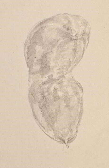 Bruno Héroux - Zucchini, Vorstudie - o.J. - Bleistift