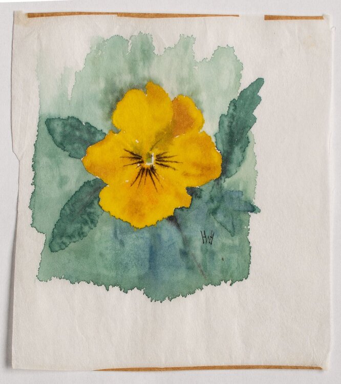 Herbert W. Hoedt - Pflanzenstudie/ Stiefmütterchen - Aquarell - o. J.