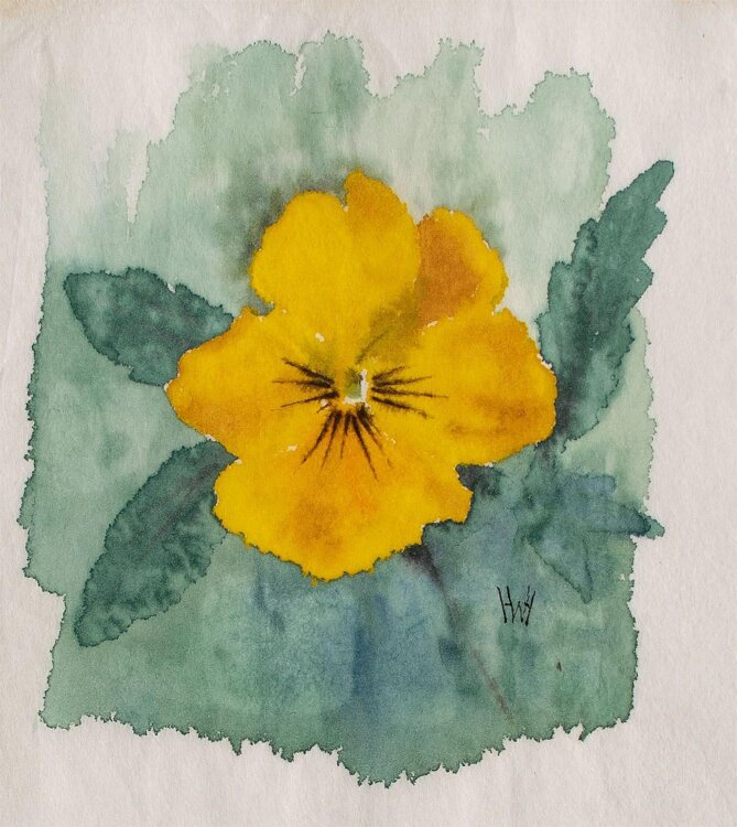 Herbert W. Hoedt - Pflanzenstudie/ Stiefmütterchen - Aquarell - o. J.