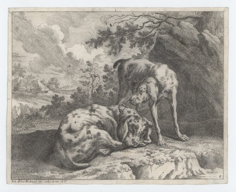 Johann Elias Ridinger - Hunde - undatiert - Kupferstich