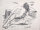 Dieter Goltzsche - Akt angewinkelt - 1970er Jahre - Lithographie