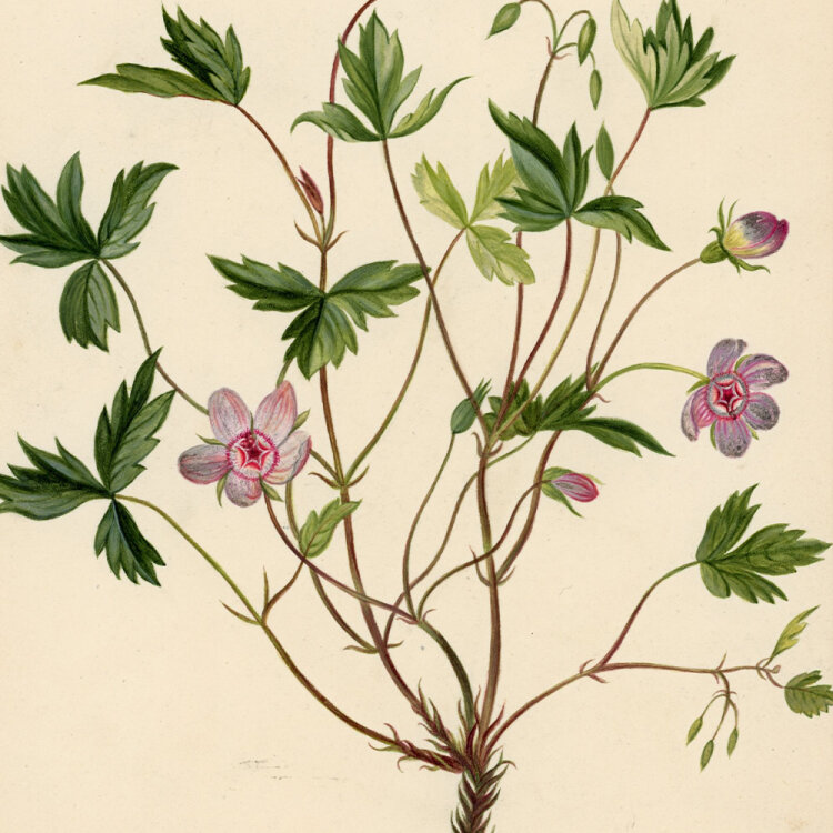 unbekannt - Storchenschnäbel (Geranie) - um 1820 - Aquarell