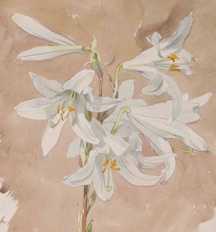 Johannes Hanse - Weiße Lilie - undatiert - Aquarell