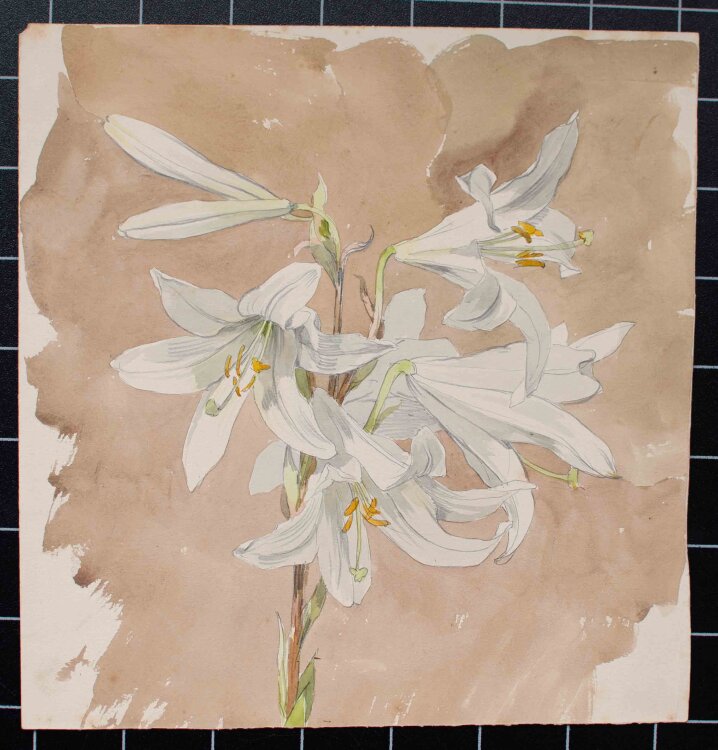 Johannes Hanse - Weiße Lilie - undatiert - Aquarell