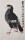 Qi Baishi - Schwarzer Vogel - 1955 - Farbholzschnitt