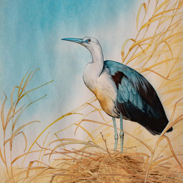 Erik Mittasch - Reiher - 2009 - Aquarell