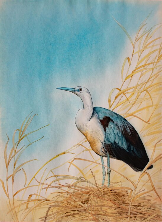 Erik Mittasch - Reiher - 2009 - Aquarell