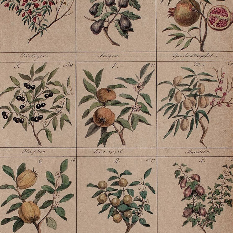 Raphael Winter - Botanische Studie - 1844 - Aquarell