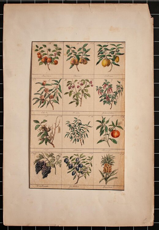 Raphael Winter - Botanische Studie - 1844 - Aquarell