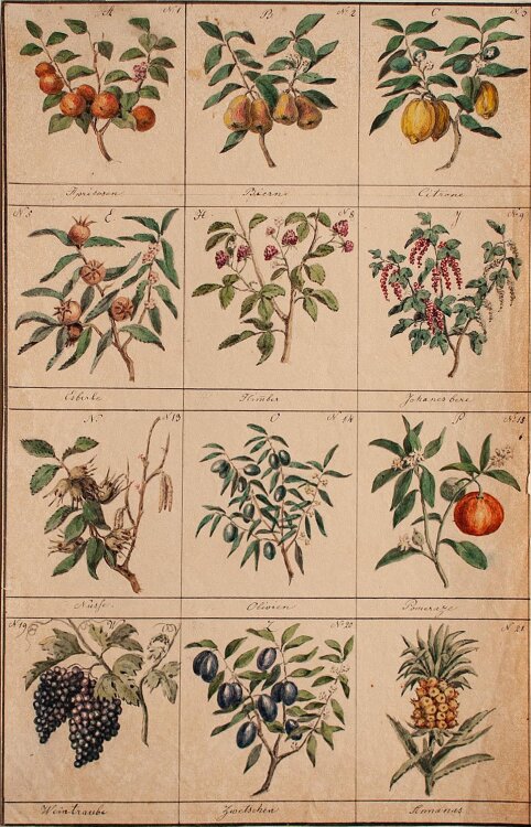 Raphael Winter - Botanische Studie - 1844 - Aquarell