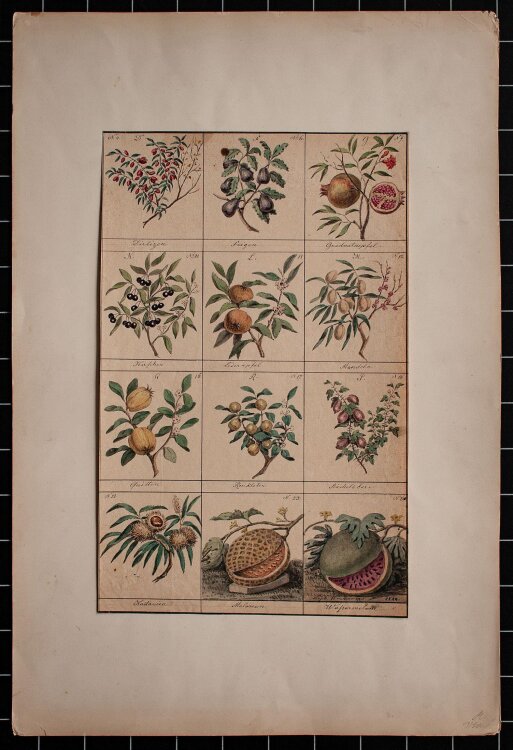 Raphael Winter - Botanische Studie - 1844 - Aquarell