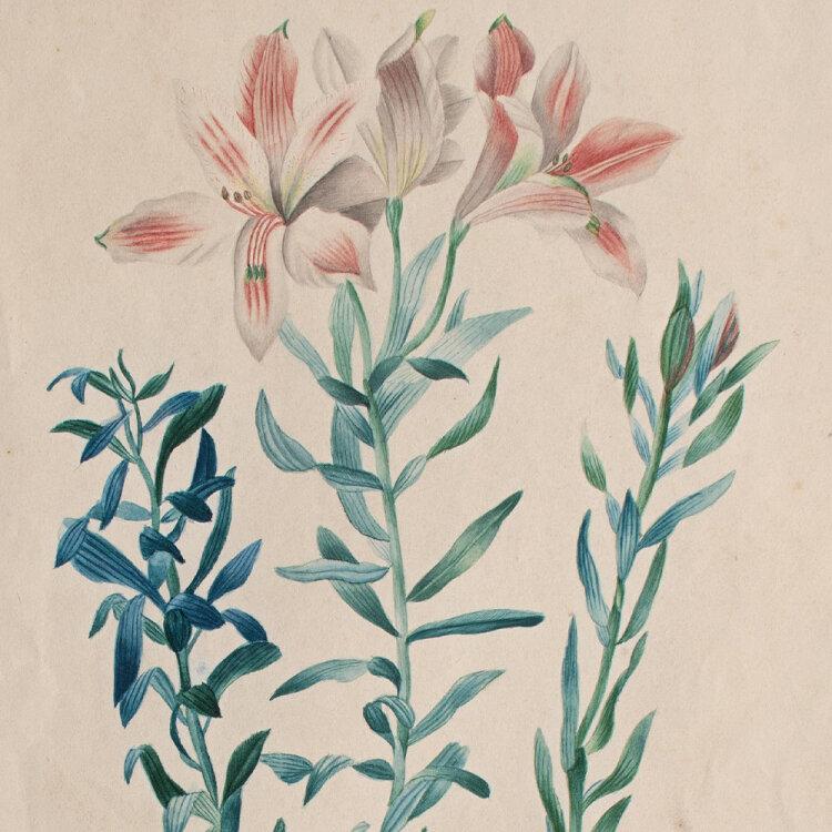 Louis Moe nach Pierre Redouté - Lilie - nach 1840 - Aquarell