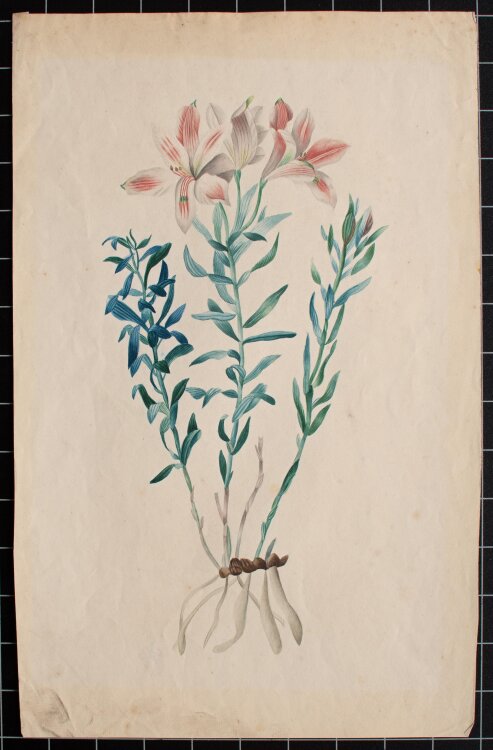 Louis Moe nach Pierre Redouté - Lilie - nach 1840 - Aquarell
