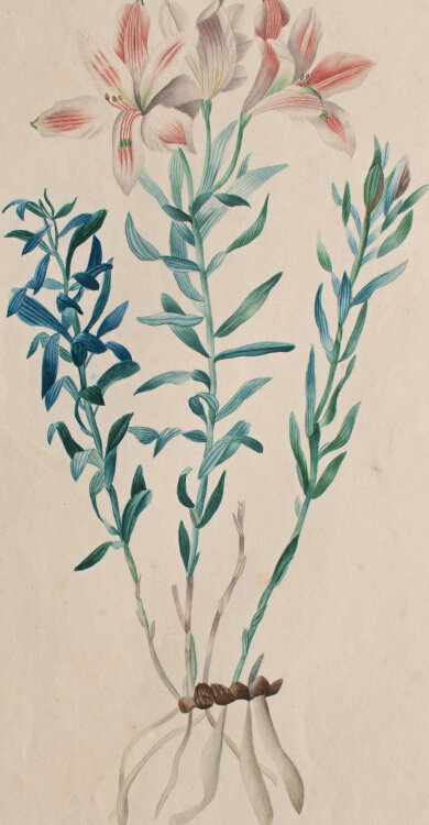 Louis Moe nach Pierre Redouté - Lilie - nach 1840 - Aquarell