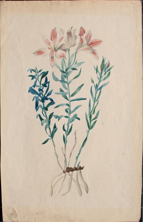 Louis Moe nach Pierre Redouté - Lilie - nach 1840 - Aquarell