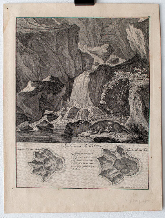 Johann Elias Ridinger - Spuhr einer Fisch-Otter - 1740 - Kupferstich
