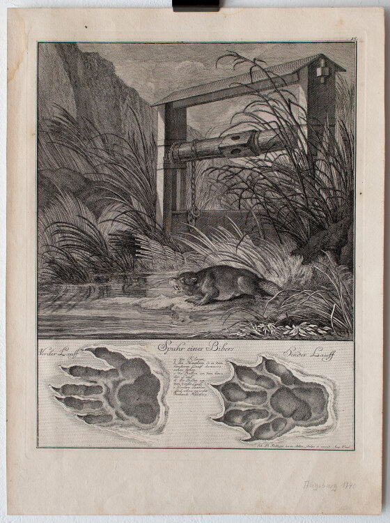 Johann Elias Ridinger - Spuhr eines Bibers - 1740 -...