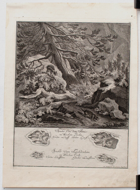 Johann Elias Ridinger - Spuhr von dem Iltnis/...