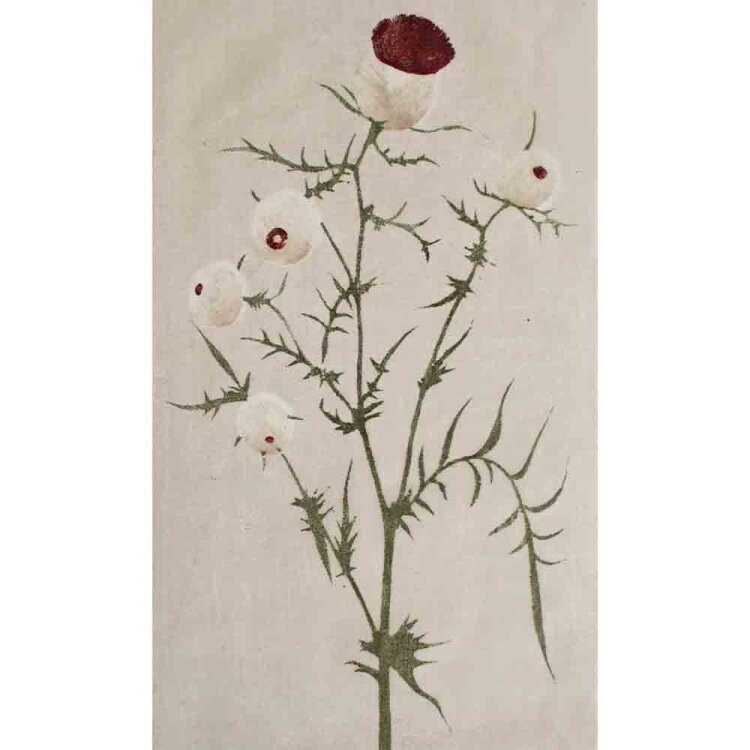 Hans Ott - Distel mit Blüte - Ende 1950er Jahre -...