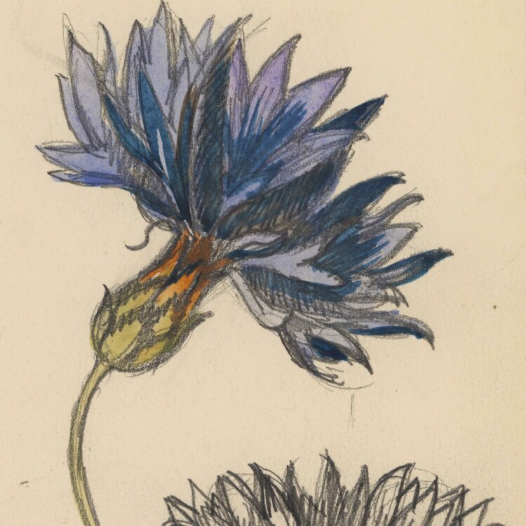 Heinrich Ilgenfritz - Blütenstudie - undatiert - Bleistift, Graphit und Aquarell