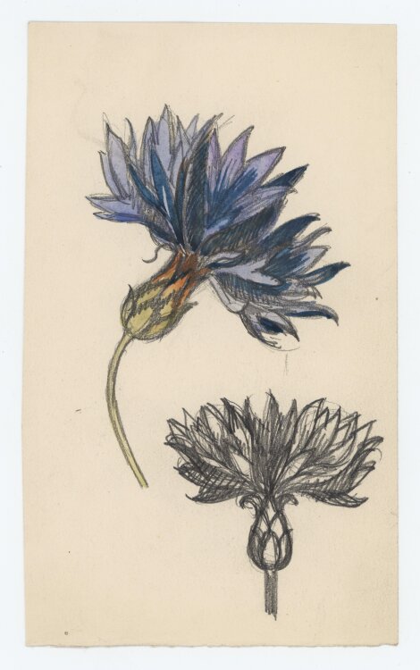 Heinrich Ilgenfritz - Blütenstudie - undatiert - Bleistift, Graphit und Aquarell