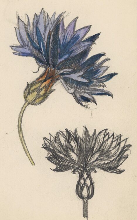 Heinrich Ilgenfritz - Blütenstudie - undatiert - Bleistift, Graphit und Aquarell
