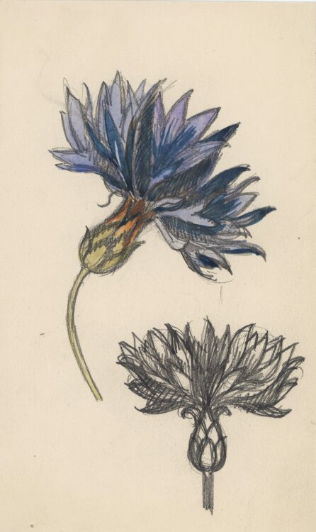 Heinrich Ilgenfritz - Blütenstudie - undatiert - Bleistift, Graphit und Aquarell
