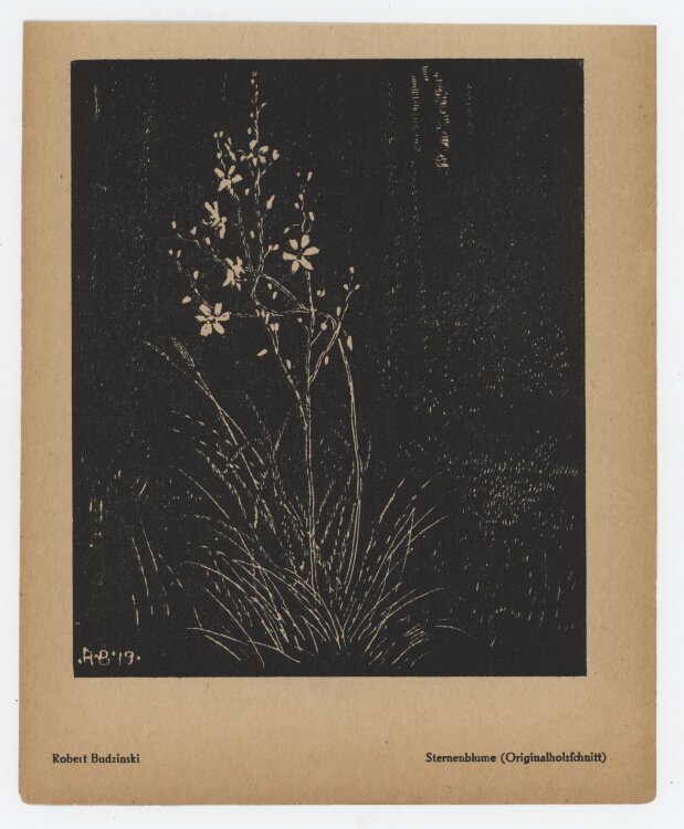 Robert Budzinski - Sternenblume - 1919/1920 - Holzschnitt
