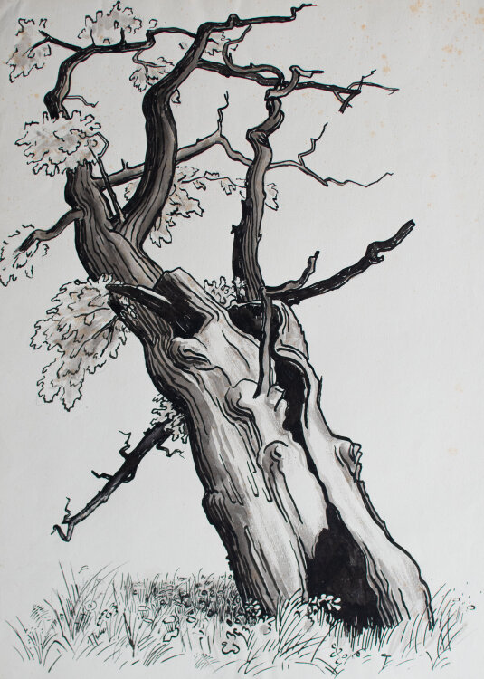 Hellmuth Müller-Leutert - Knorriger Baum - 1938 - lavierte Federzeichnung
