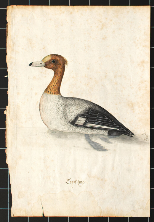 Unbekannt - Erpel Ente - 18. Jhd. - Feder und Gouache
