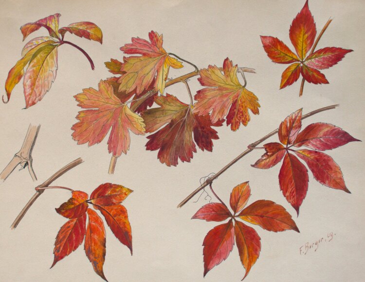 Fritz Berger - Blätterstudie - 1909 - Aquarell