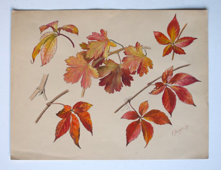 Fritz Berger - Blätterstudie - 1909 - Aquarell