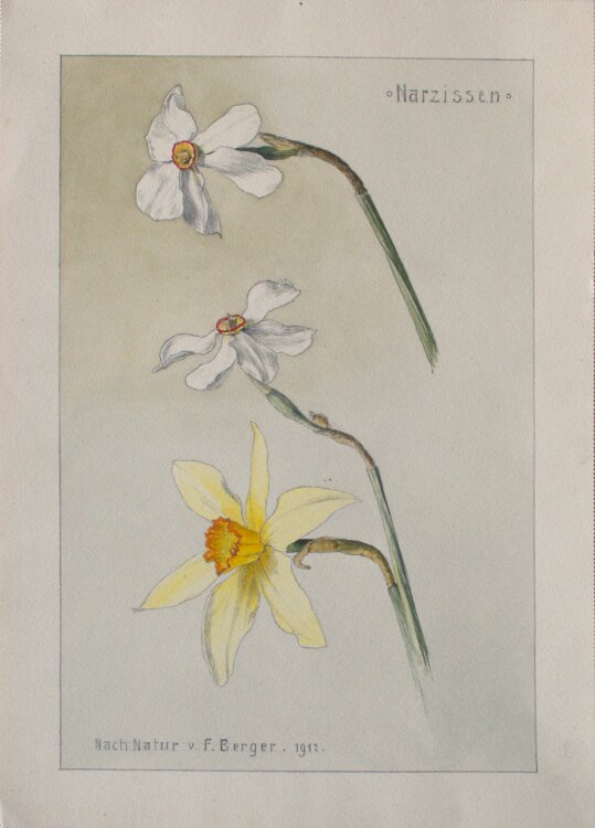 Fritz Berger - Blumenstudie/ Narzissen - 1912 - Aquarell...