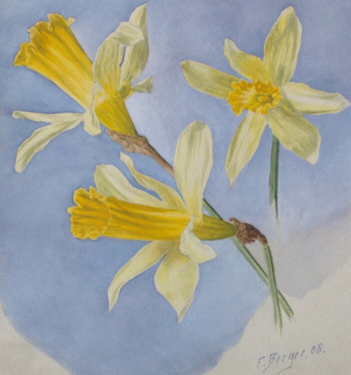 Fritz Berger - Blumenstudie/ Narzissen - 1908 - Aquarell