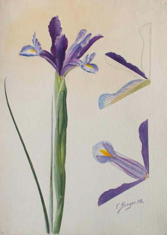 Fritz Berger - Blumenstudie/ Iris - 1908 - Aquarell über Bleistift