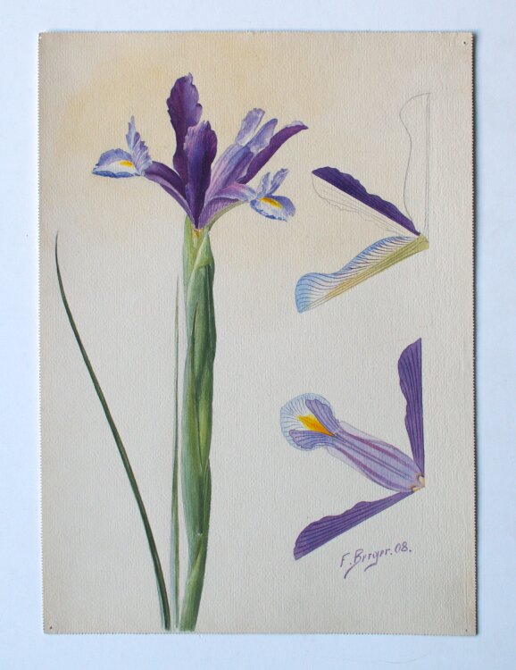 Fritz Berger - Blumenstudie/ Iris - 1908 - Aquarell über Bleistift