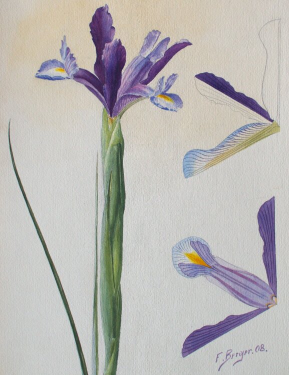 Fritz Berger - Blumenstudie/ Iris - 1908 - Aquarell...