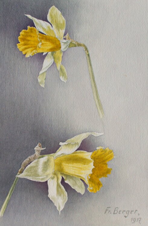 Fritz Berger - Blumenstudie/ Narzissen - 1917 - Aquarell...
