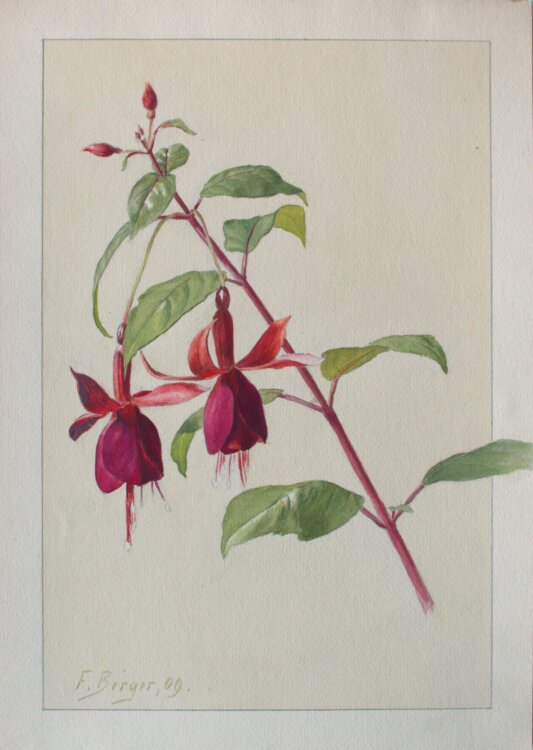 Fritz Berger - Blumenstudie/ Fuchsien - 1909 - Aquarell über Bleistift