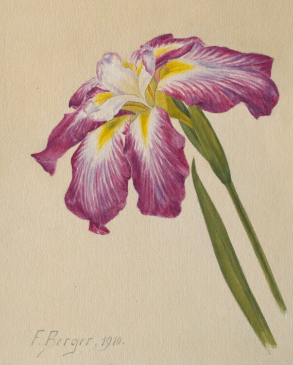 Fritz Berger - Blumenstudie/ Iris - 1910 - Aquarell über Bleistift