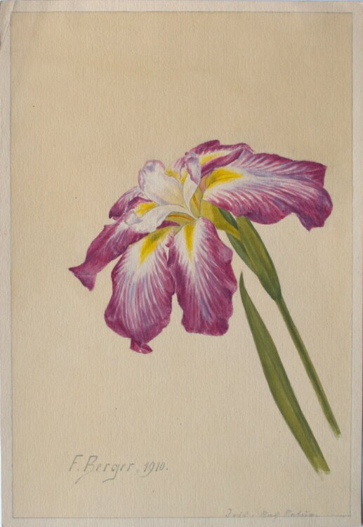 Fritz Berger - Blumenstudie/ Iris - 1910 - Aquarell über Bleistift