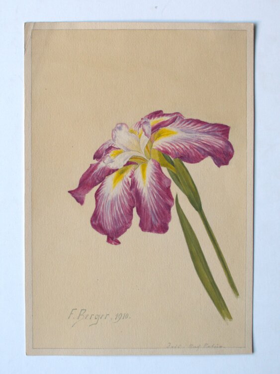 Fritz Berger - Blumenstudie/ Iris - 1910 - Aquarell über Bleistift