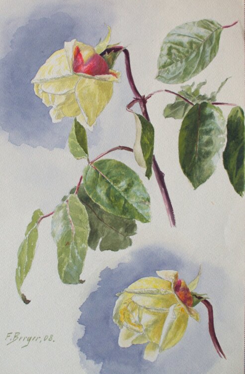 Fritz Berger - Blumenstudie/ Rosen - 1908 - Aquarell über Bleistift