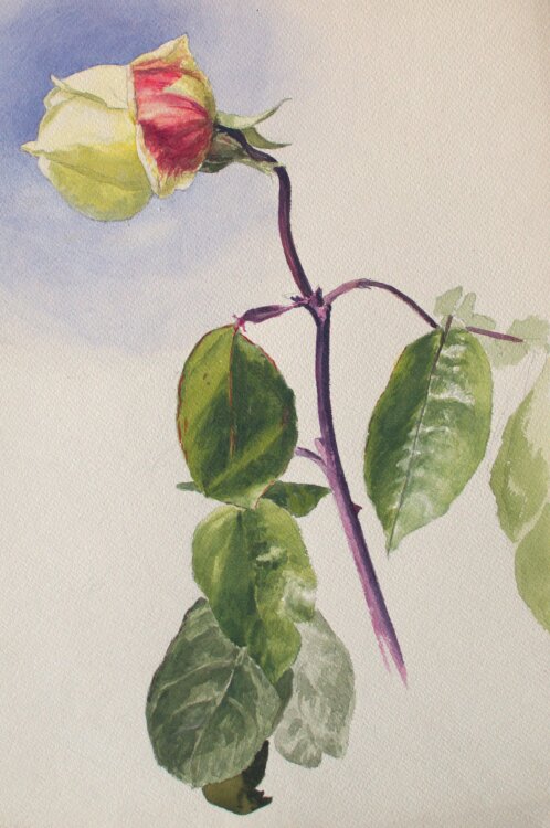 Fritz Berger - Blumenstudie/ Rosenknospe - um 1908 -...