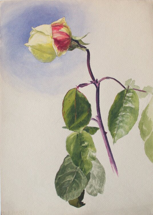 Fritz Berger - Blumenstudie/ Rosenknospe - um 1908 -...