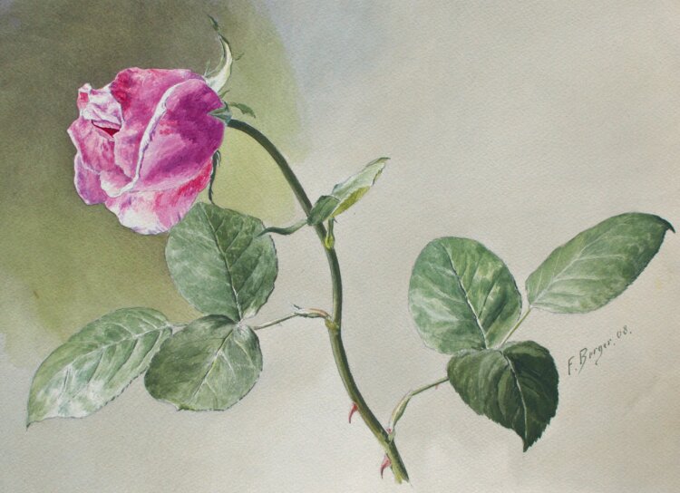 Fritz Berger - Blumenstudie/ Rosen - 1908 - Aquarell und...