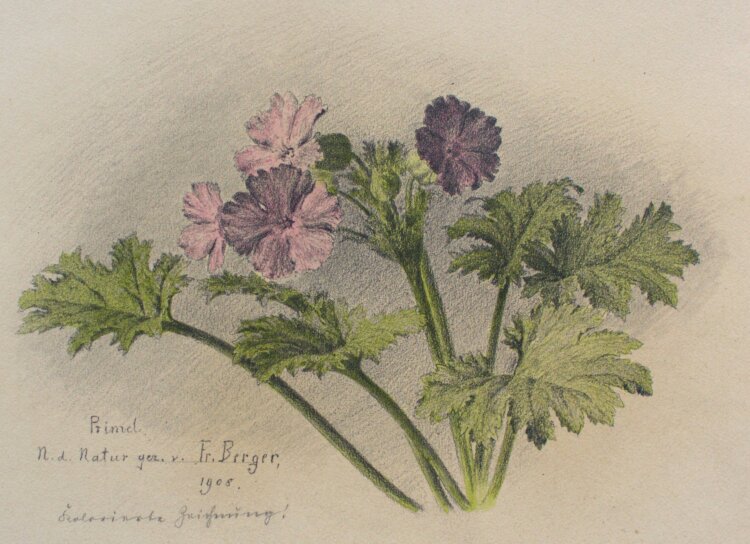 Fritz Berger - Blumenstudie/ Primel - 1908 - Bleistift, Wachsstift