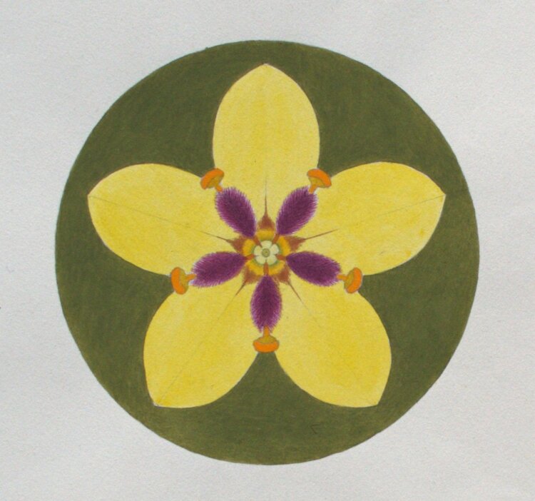 Fritz Berger - Blütenornament/ Wollkraut - um 1910 - Aquarell